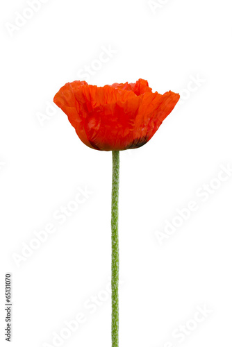 Fototapeta Naklejka Na Ścianę i Meble -  red poppy flower