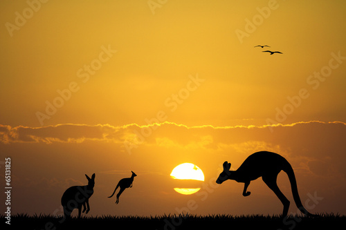 kangaroos at sunset
