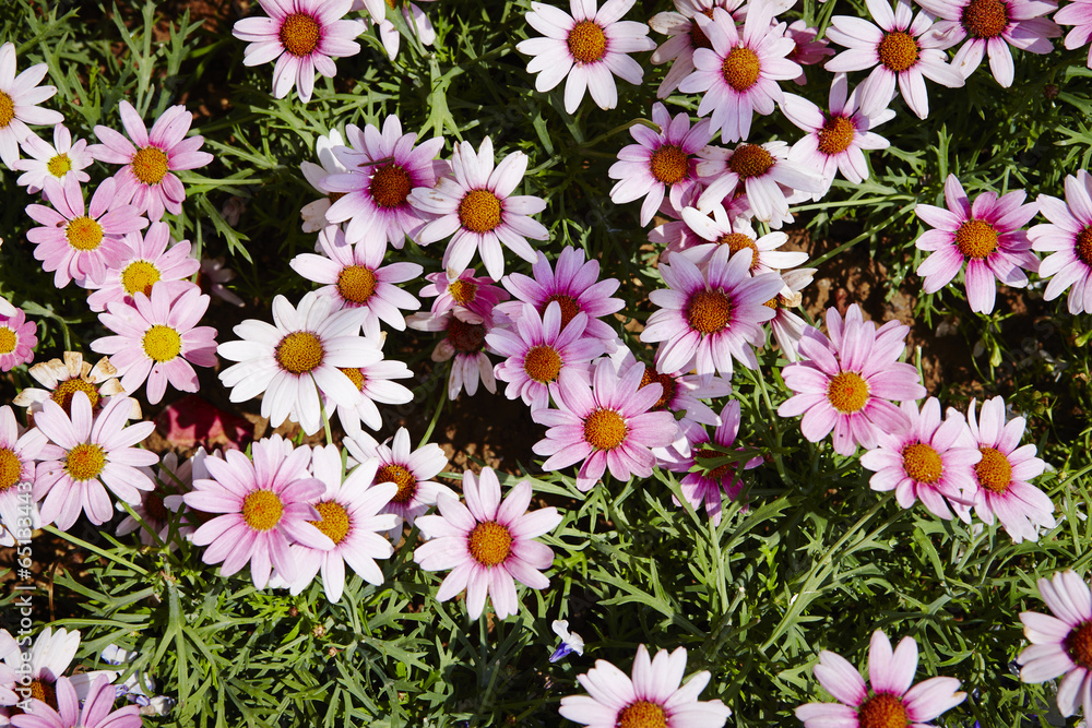 Osteospermum