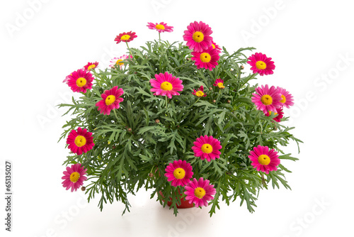 Fototapeta Naklejka Na Ścianę i Meble -  Rote Margeriten