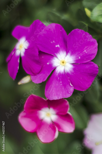 close up purple pink violet flowers