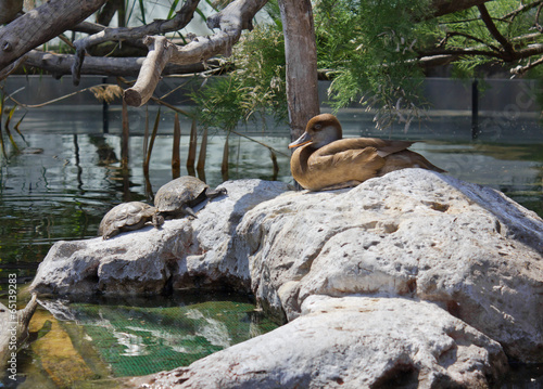 A Duck and Two Turtles on a Rock