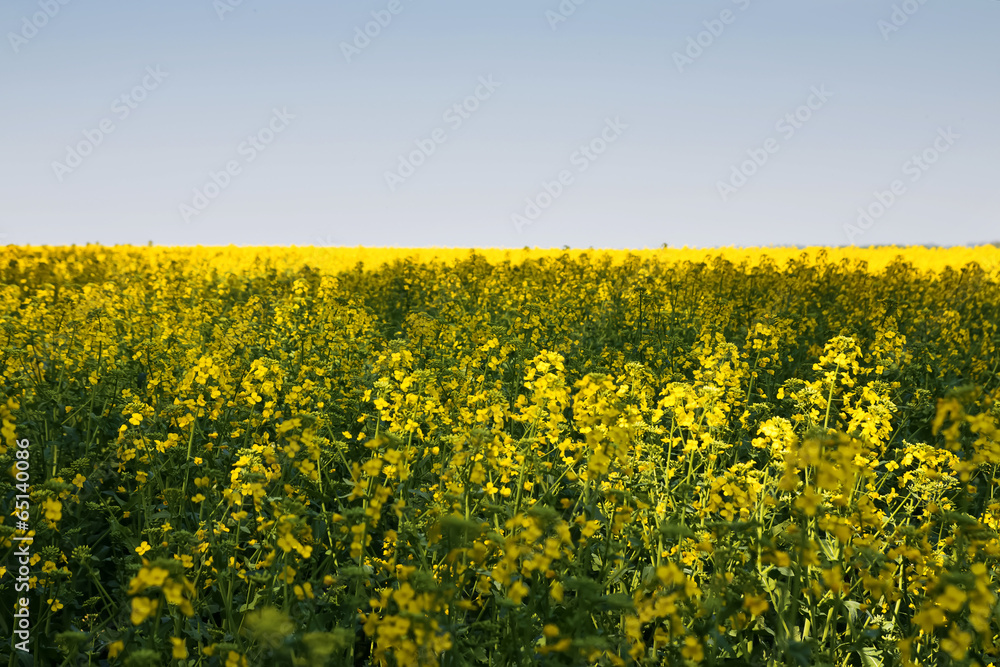 Obraz premium Colza field