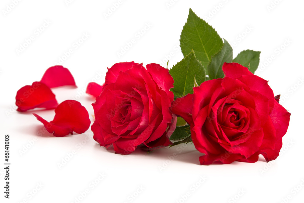 Zwei Rosenblüten und Blütenblätter - obrazy, fototapety, plakaty 