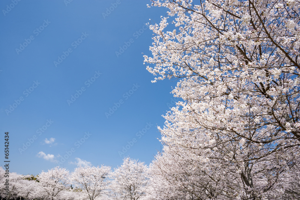 満開のソメイヨシノ並木と青空