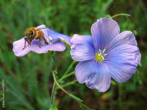 Honeybee on blue flower photo