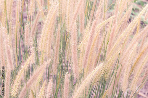 tropical grass for background