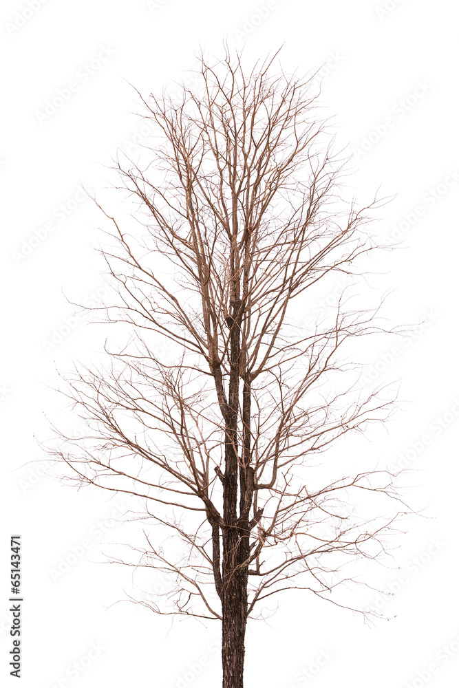 Dead Branch tree isolated image