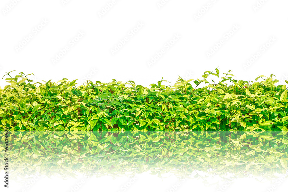 Green grass isolated with reflection for backgroundnd Green grass isolated with reflection for backgroundnd
