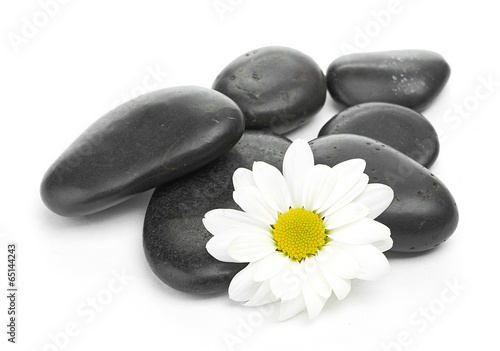 zen basalt stones and daisy isolated on white