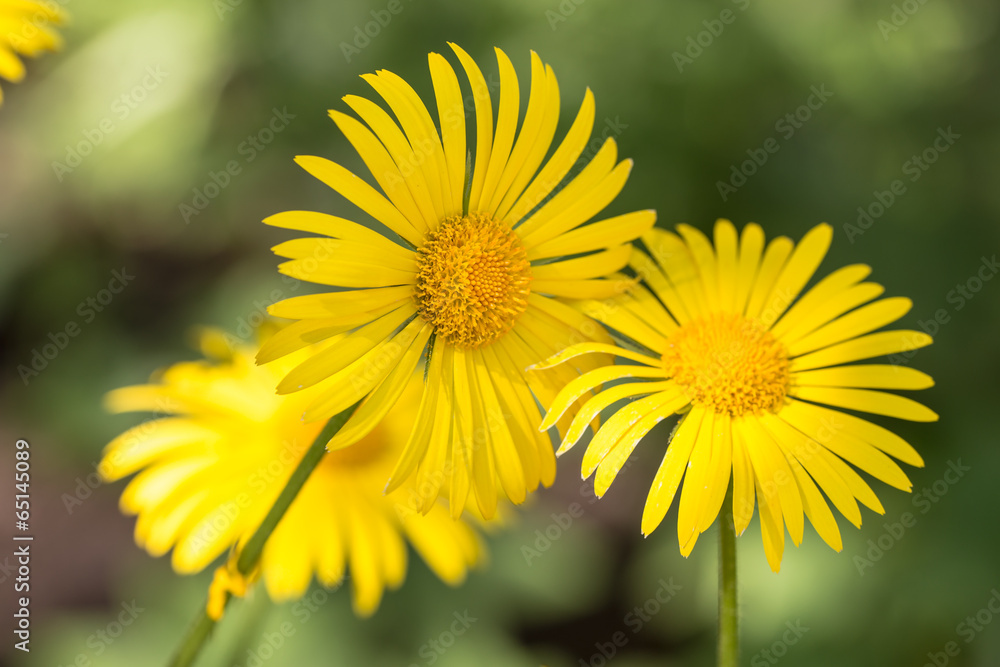 Yellow on green Yellow on green