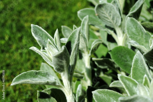 Tableau sur toile Lamb's Ear