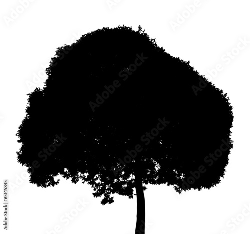 Tree Silhouette Isolated on White Backgorund. Vecrtor Illustrati