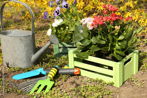 Fototapeta Naklejka Na Ścianę i Meble -  Gardening concept: beautiful flowers in garden with sun light