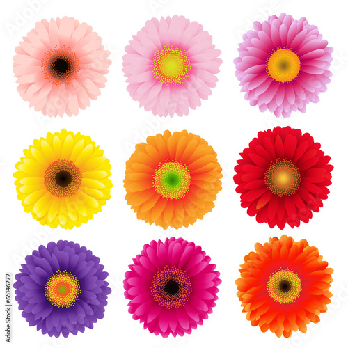 Big Colorful Gerbers Flowers Set © iadams