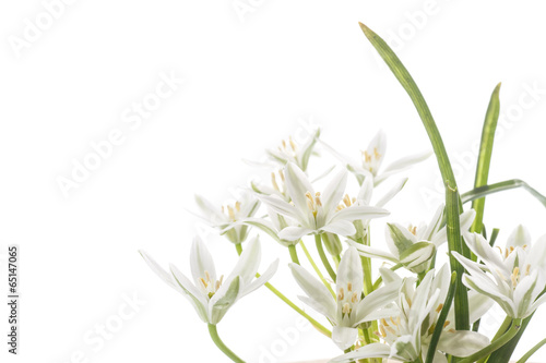 beautiful bouquet of white flowers