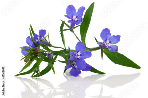 фотографія A sprig of blue lobelia on a white background.