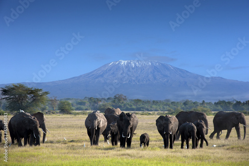 Elephants in  Kilimanjaro National Park #65148843
