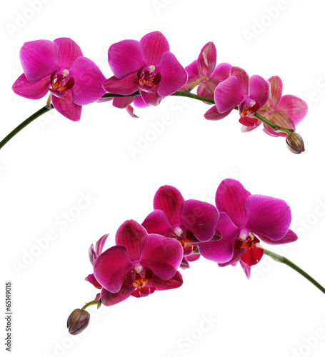 Fototapeta Naklejka Na Ścianę i Meble -  purple orchid