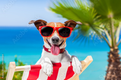 summer vacation dog © Javier brosch