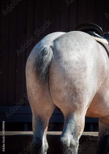 Tableau sur toile Back view of Belgian draught horse.
