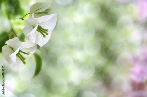 White flowers