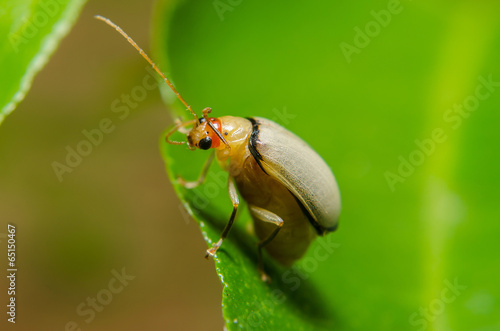 Fototapet juvenile bombardier beetle