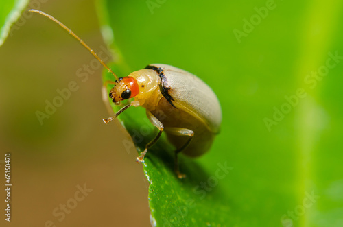 Fotografie, Tablou juvenile bombardier beetle