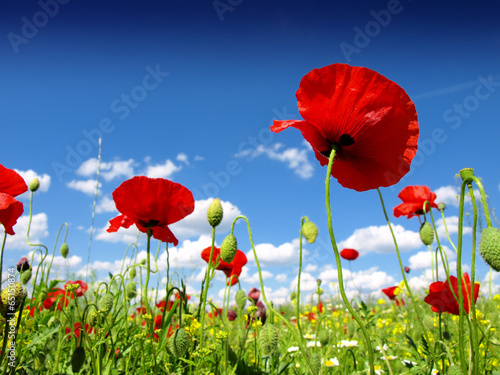 red poppy and wild flowers