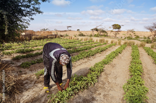 homme cultivant potager (Afrique) photo