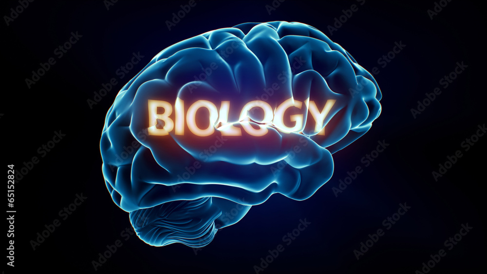 Biology Xray Brain Biology Xray Brain