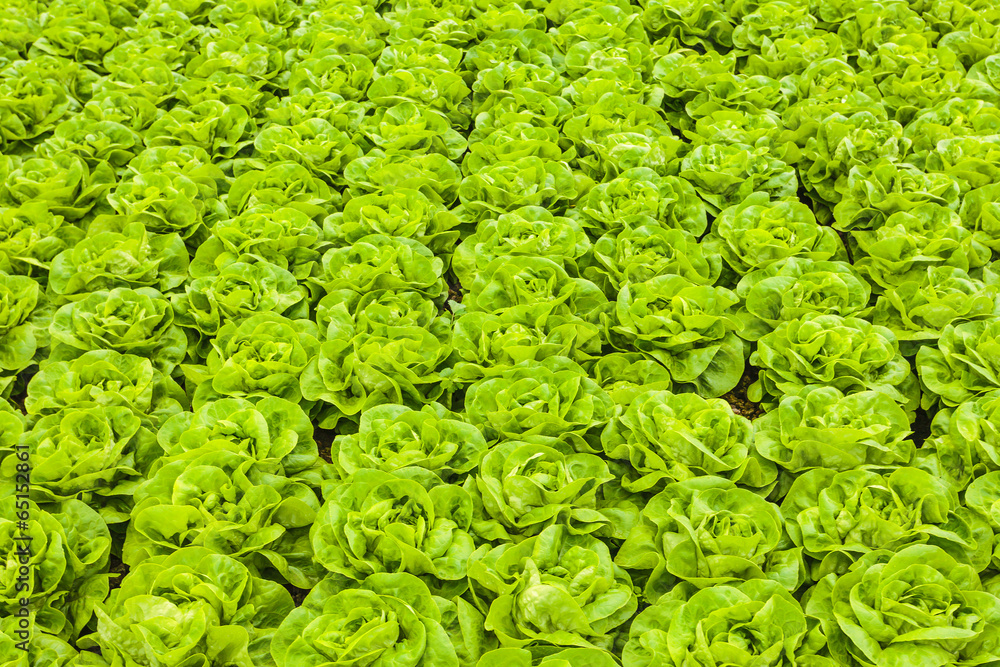 Rows of lettuce in a greenhouse Rows of lettuce in a greenhouse