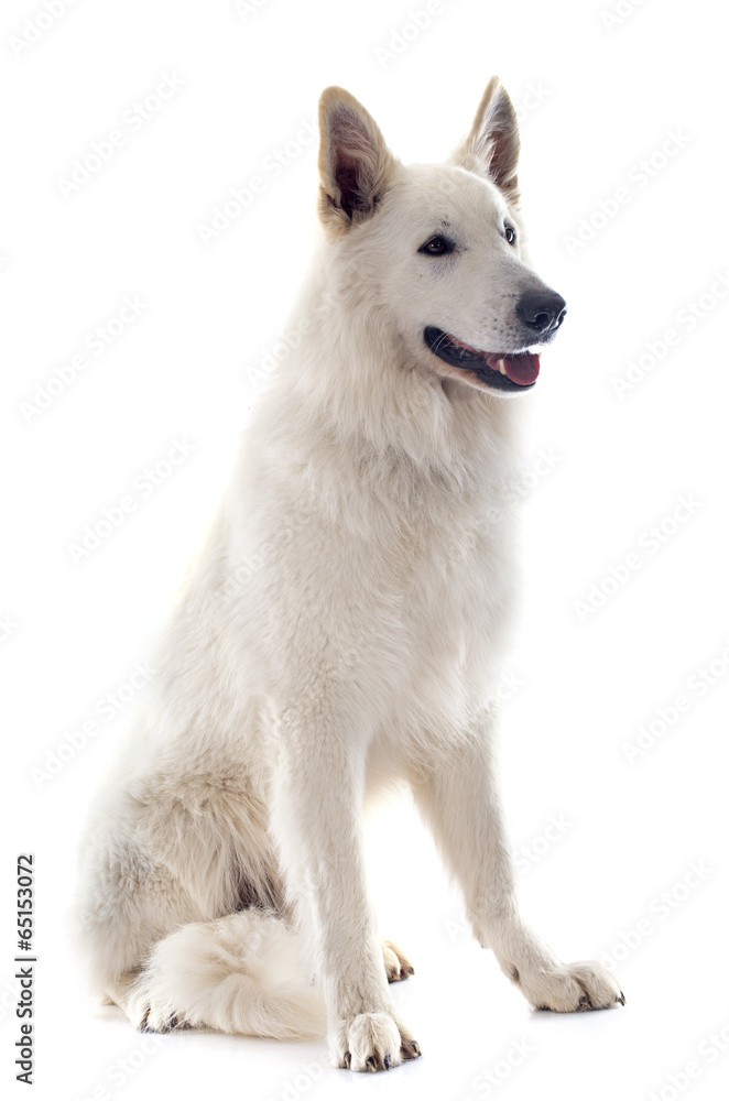 Swiss shepherd Swiss shepherd
