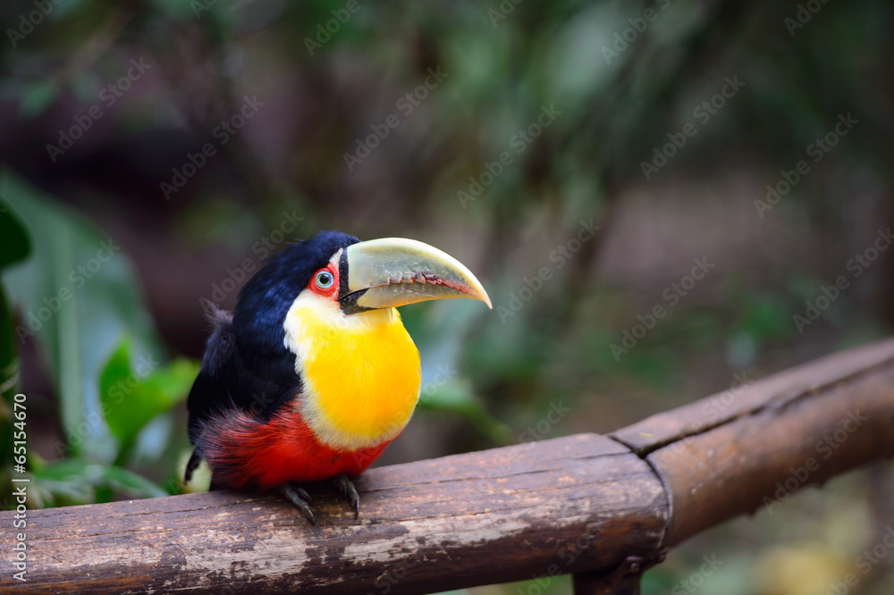 Toucan, National park Iguazu, Brazil Toucan, National park Iguazu, Brazil