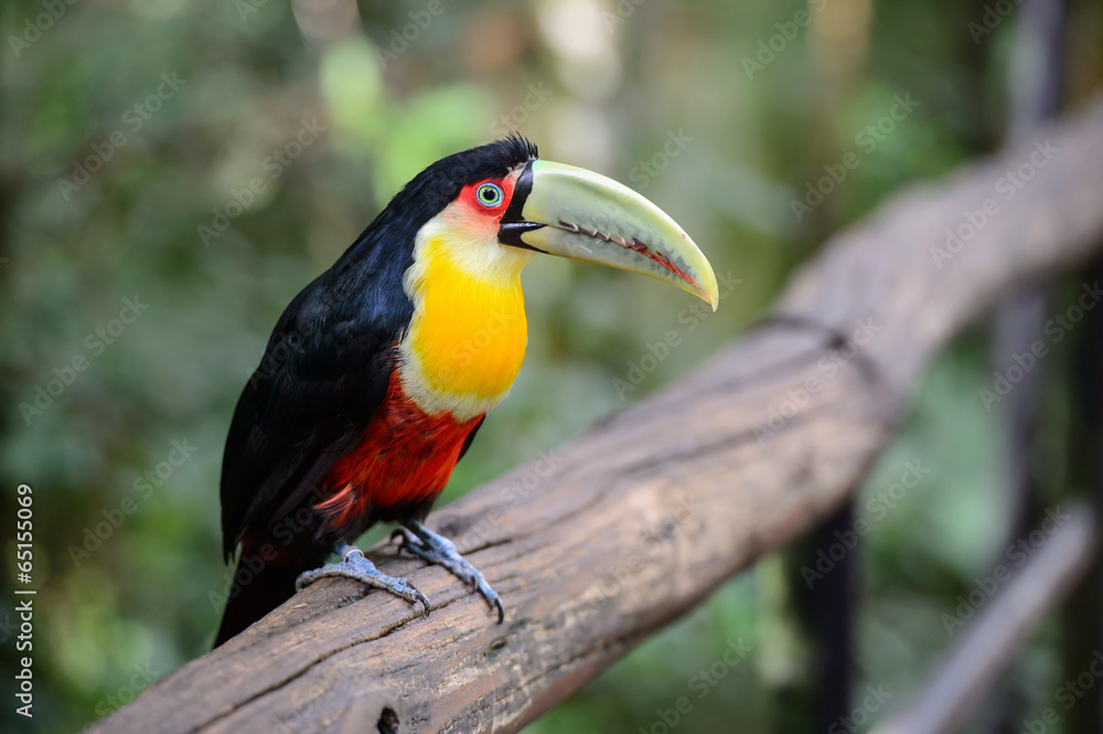 Toucan, National park Iguazu, Brazil Toucan, National park Iguazu, Brazil