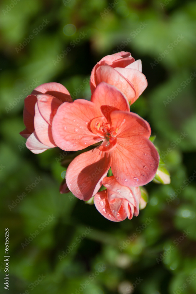 Obraz premium Blüte