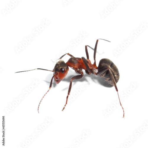 red ant isolated on white background