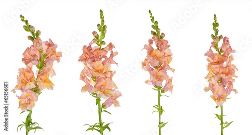 Photos Snapdragon
