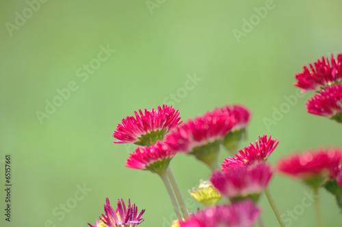 Hintergrund soft grün rote Bellis Blüten