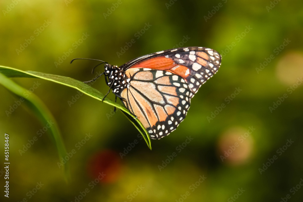 Monarch