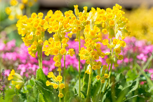 Primula veris in garden