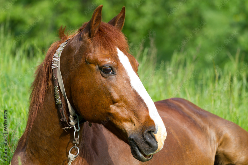 Obraz premium Portrait of horse