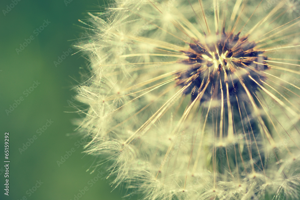 Obraz premium Dandelion macro retro photo