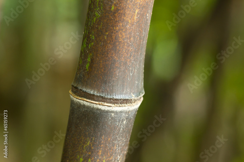 Bamboo of forest