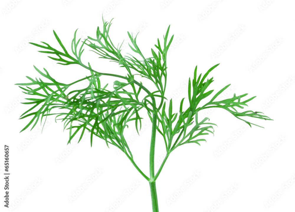 Naklejka premium dill herb leaf isolated