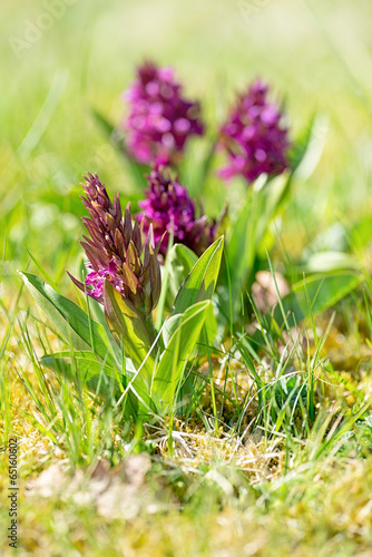 Elder-flowered Orchids