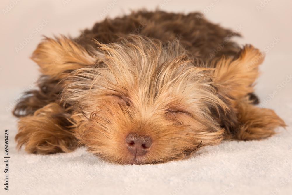 Yorkshire Terrier puppy standing in studio looking inquisitive b Yorkshire Terrier puppy standing in studio looking inquisitive b