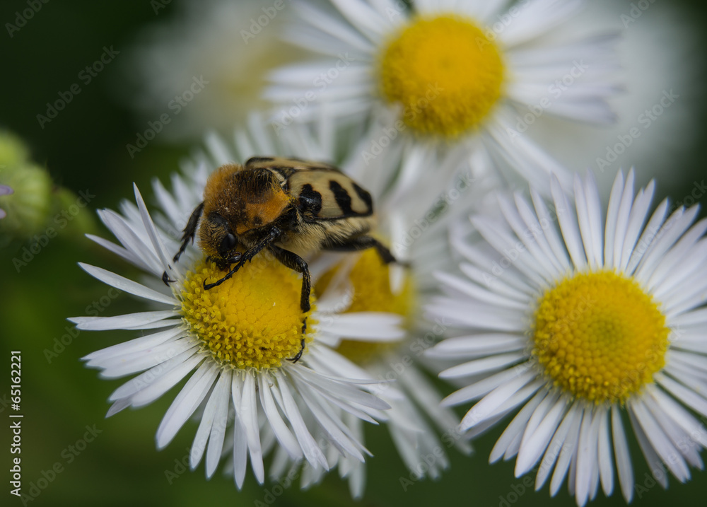 Obraz premium Pinselkäfer