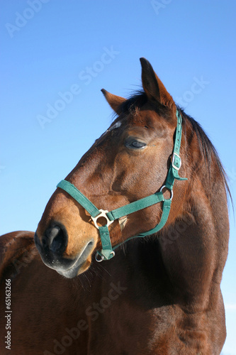 Portrait of bay horse looking back © acceptfoto