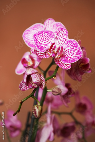 Phalaenopsis  3